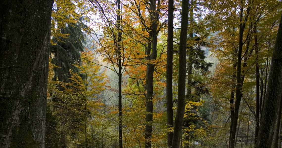 Podzimni les